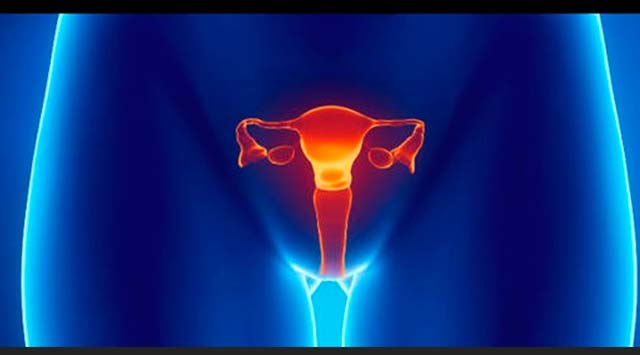 Cuál es la función de la progesterona