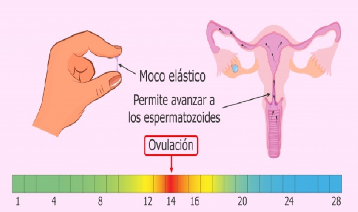 Moco Cervical Un Indicador De La Fertilidad Femenina 2141