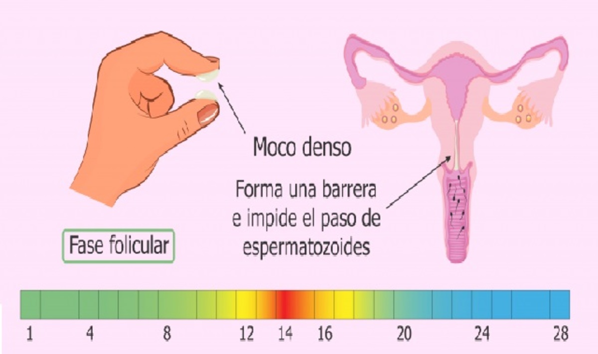 Moco Cervical Un Indicador De La Fertilidad Femenina 2290