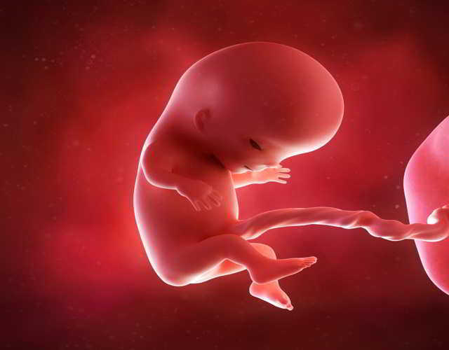 cómo se alimenta el feto