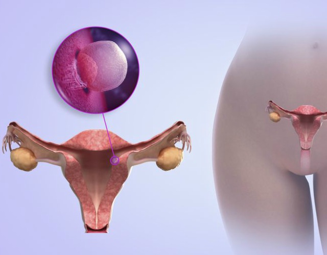 fases del feto