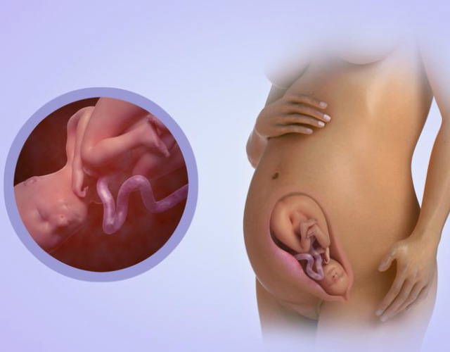 fases del feto