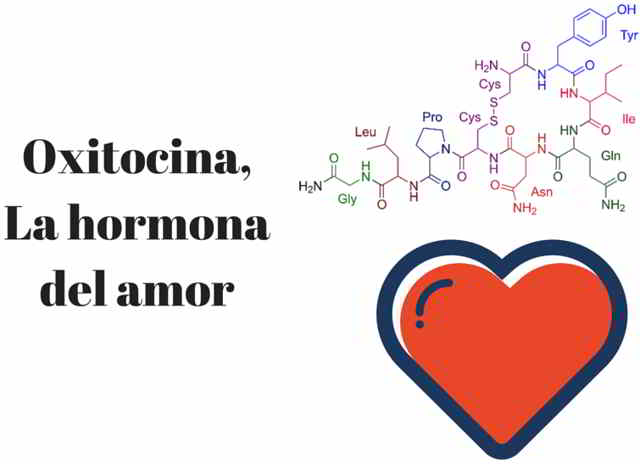 oxitocina la hormona del amor
