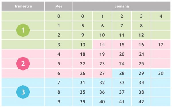 Cómo Calcular Semanas, Meses Y Trimestres Del Embarazo