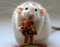 El ratoncito Pérez
