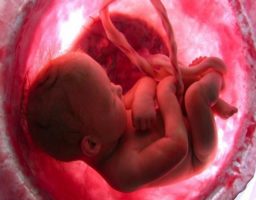 Cómo mantener una placenta sana